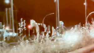 Fireworks reportedly trigger mass horse stampede through Rome streets, injuring several soldiers Fireworks reportedly trigger mass horse stampede through Rome streets, injuring several soldiers