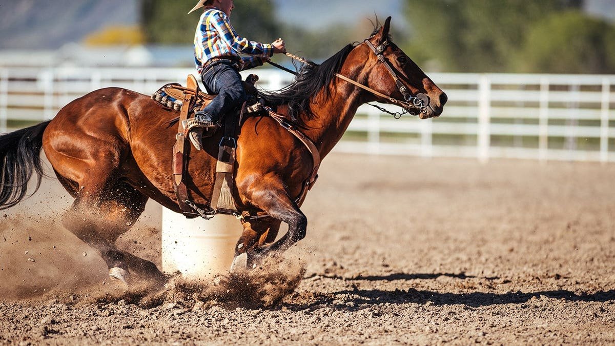 A horse partakes in barrel racing