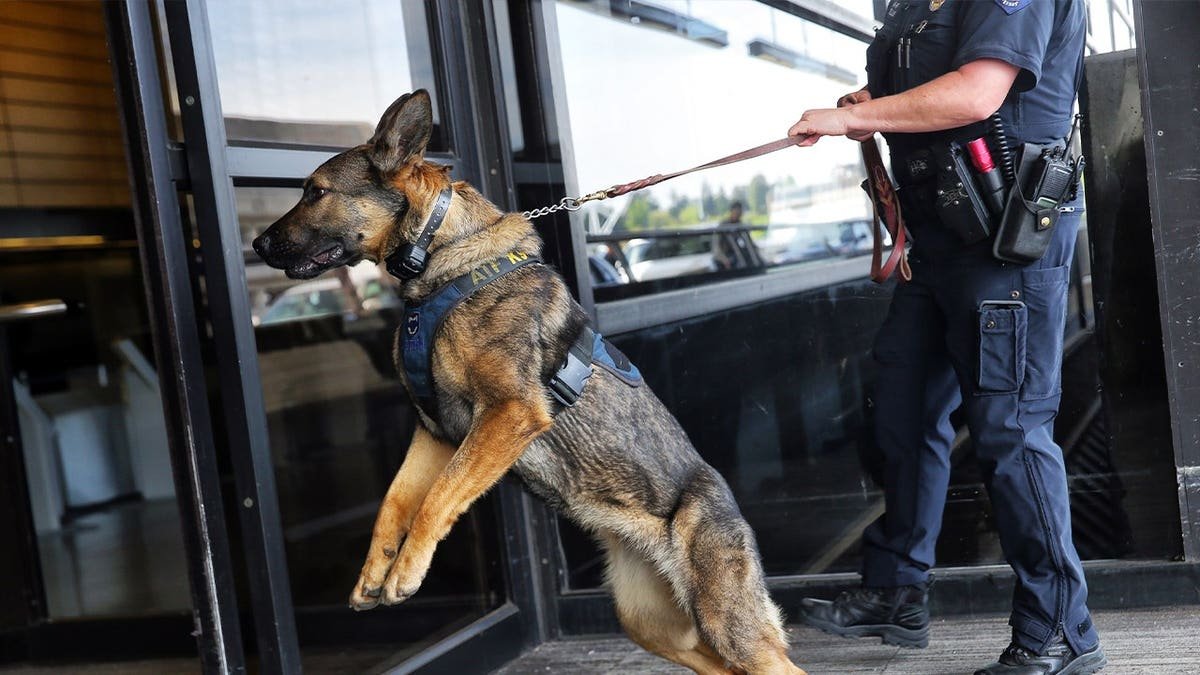 k9 unit on hind legs