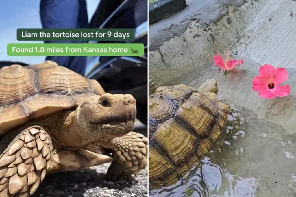 Missing tortoise reunited with family after frantic search Missing tortoise reunited with family after frantic search