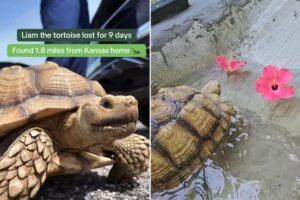 Missing tortoise reunited with family after frantic search Missing tortoise reunited with family after frantic search