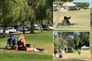 Seemingly perfect day at serene Los Angeles park hides disturbing reality Seemingly perfect day at serene Los Angeles park hides disturbing reality