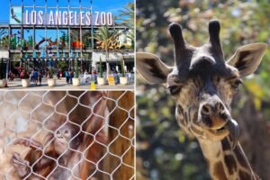 LA Zoo sees visitors disappear as city resists critical change that would save iti can add it too, just lmk LA Zoo sees visitors disappear as city resists critical change that would save iti can add it too, just lmk