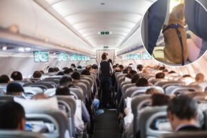 Flyers fume after passenger sits dog in ‘disgusting’ position on plane: ‘People are unbelievable’