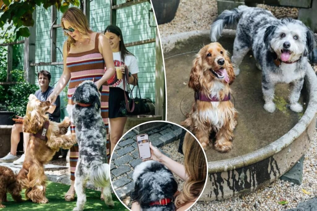 Exclusive | Dog dating app sniffs out new furry friends — and prods owners to break out of their bubbles: ‘It was fun for me, too’ Exclusive | Dog dating app sniffs out new furry friends — and prods owners to break out of their bubbles: ‘It was fun for me, too’