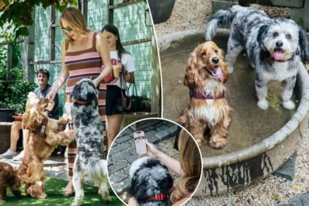 Exclusive | Dog dating app sniffs out new furry friends — and prods owners to break out of their bubbles: ‘It was fun for me, too’ Exclusive | Dog dating app sniffs out new furry friends — and prods owners to break out of their bubbles: ‘It was fun for me, too’