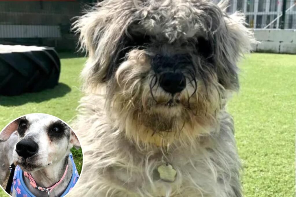 Animal lovers in awe of rescue dog’s unrecognizable ‘glow-up’ — revealing a ‘to die for’ feature Animal lovers in awe of rescue dog’s unrecognizable ‘glow-up’ — revealing a ‘to die for’ feature