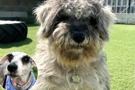Animal lovers in awe of rescue dog’s unrecognizable ‘glow-up’ — revealing a ‘to die for’ feature