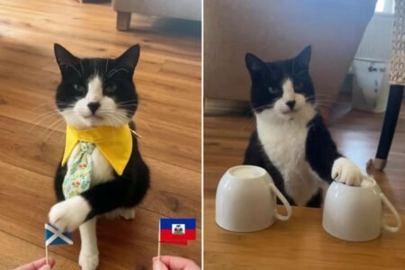 Meet the cuddly psychic cat who correctly predicts winning teams of all 19 World Cup matches Meet the cuddly psychic cat who correctly predicts winning teams of all 19 World Cup matches