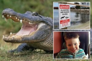More than 400 alligators removed from Disney World since toddler’s tragic death in 2016 More than 400 alligators removed from Disney World since toddler’s tragic death in 2016