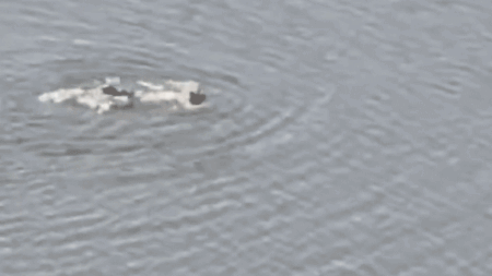 Rogue swimmer arrested after diving into 11-acre Central Park lake in failed attempt to escape NYPD Rogue swimmer arrested after diving into 11-acre Central Park lake in failed attempt to escape NYPD