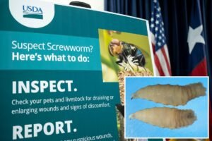 FDA approves emergency use of drug to treat deadly, flesh-eating parasite attacking dogs and cats FDA approves emergency use of drug to treat deadly, flesh-eating parasite attacking dogs and cats