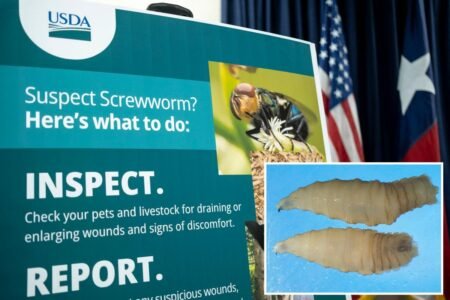 FDA approves emergency use of drug to treat deadly, flesh-eating parasite attacking dogs and cats FDA approves emergency use of drug to treat deadly, flesh-eating parasite attacking dogs and cats