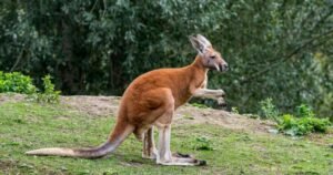 Escaped kangaroo settling in at Granby Zoo after roaming Montreal’s South Shore Escaped kangaroo settling in at Granby Zoo after roaming Montreal’s South Shore