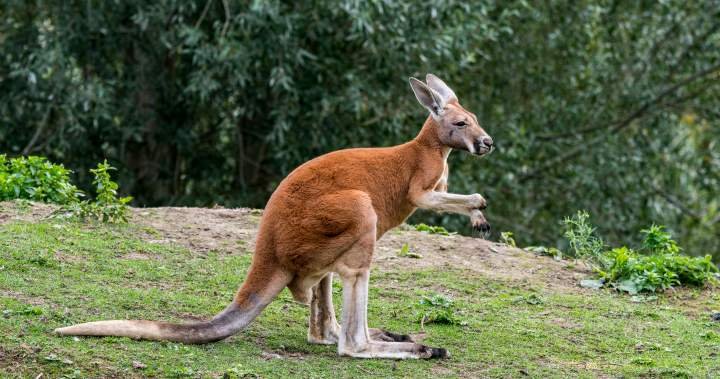Escaped kangaroo settling in at Granby Zoo after roaming Montreal’s South Shore Escaped kangaroo settling in at Granby Zoo after roaming Montreal’s South Shore