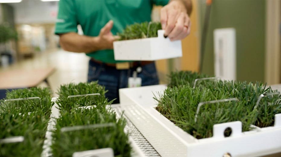 A man holding grass samples in a lab