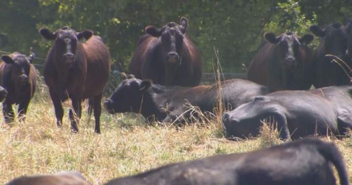 Flesh-eating screwworm in U.S. cows not cause for concern in Canada: association Flesh-eating screwworm in U.S. cows not cause for concern in Canada: association
