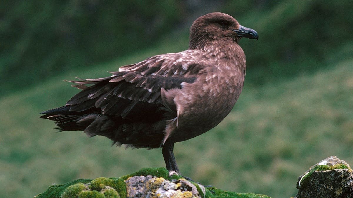 Southern skua standing on a mossy stone on Macquarie Island