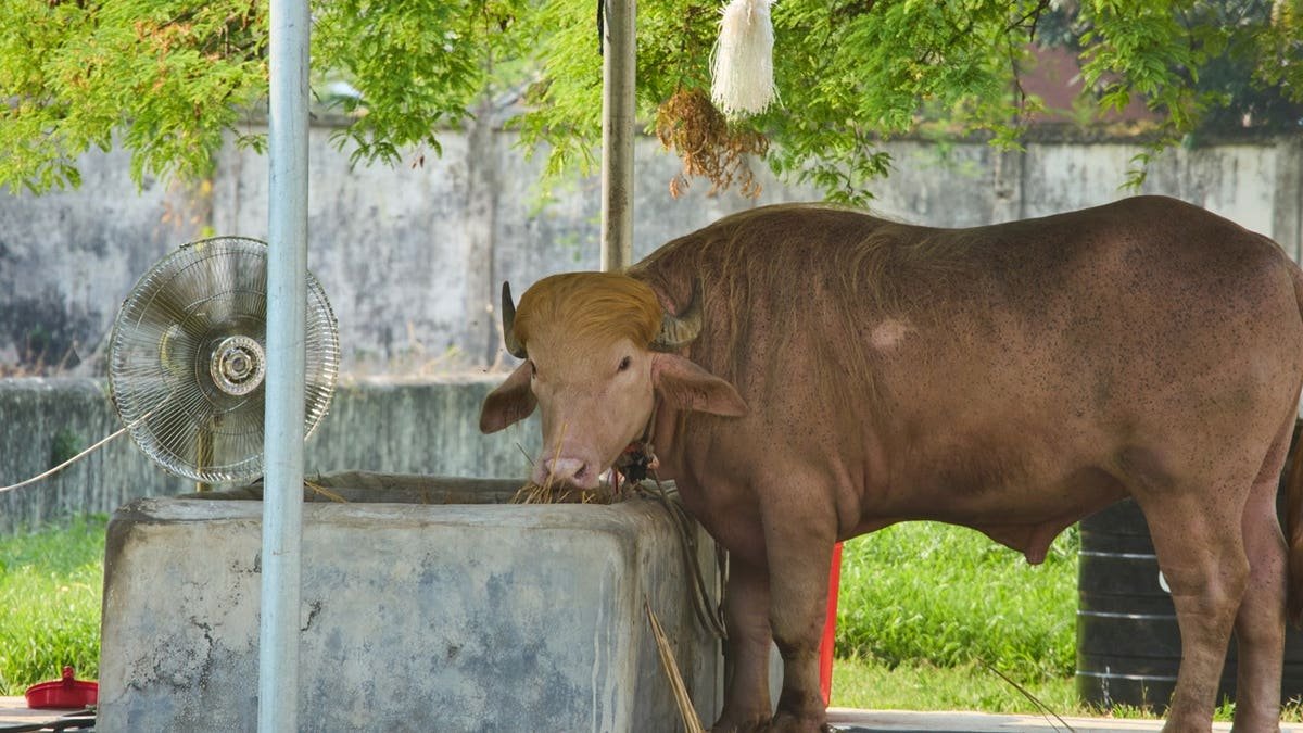 A rare albino buffalo fondly named after Donald Trump for its distinctive blond tuft stands in an enclosure at the national zoo, in Dhaka, Bangladesh,