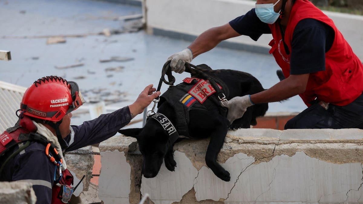 Rescue personnel with a rescue dog