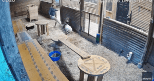 Watch: B.C. woman kicks cougar in side to save her little goat Watch: B.C. woman kicks cougar in side to save her little goat