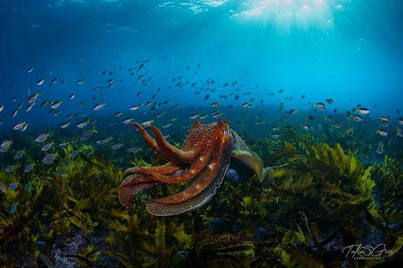A cuttlefish in the marine reserve at Clovelly. They reproduce only once during their lifetime.