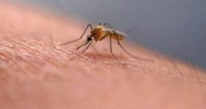West Nile virus is showing up across Ontario. What to know about the risk