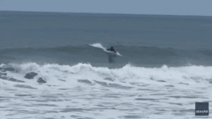 Shark Week shocker as great white breaches just yards from oblivious boogie boarder