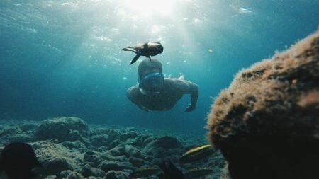 Canary Islands’ voluntary tourist tax to fund sustainability projects Canary Islands’ voluntary tourist tax to fund sustainability projects