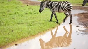 From safari to golf: Tanzania’s new strategy to attract tourists