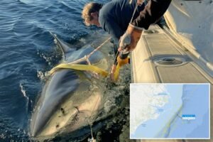 Contender’s latest ping reveals location of largest male great white is a mystery