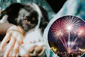 Pet owners canceling plans to stay home with their pups on July 4th as runaway cases surge Pet owners canceling plans to stay home with their pups on July 4th as runaway cases surge