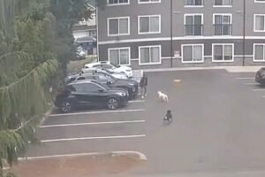Horrifying moment pregnant woman is attacked by dogs — as doctors forced to induce labor