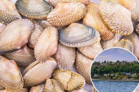 Cancer is ravaging the shellfish population in West Coast waters favored by top US restaurants
