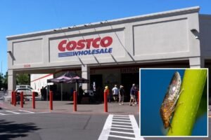 Why Santa Clara County is going door to door looking for Costco purchases