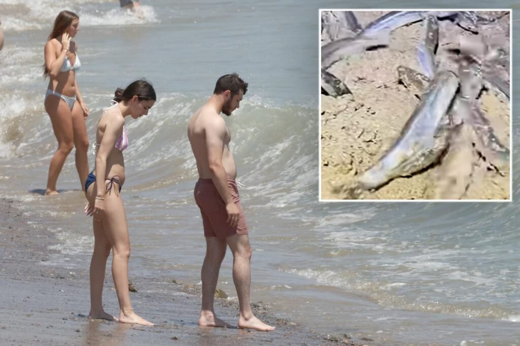 What times to see the California grunion run in 2026 – two-hour viewing windows start this week What times to see the California grunion run in 2026 – two-hour viewing windows start this week