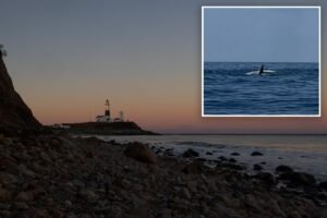 Killer whale spotted off Montauk coast in what could be first LI sighting in decades