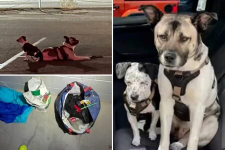 Dogs found alone at LA beach spark mysterious ‘abduction’ theory Dogs found alone at LA beach spark mysterious ‘abduction’ theory