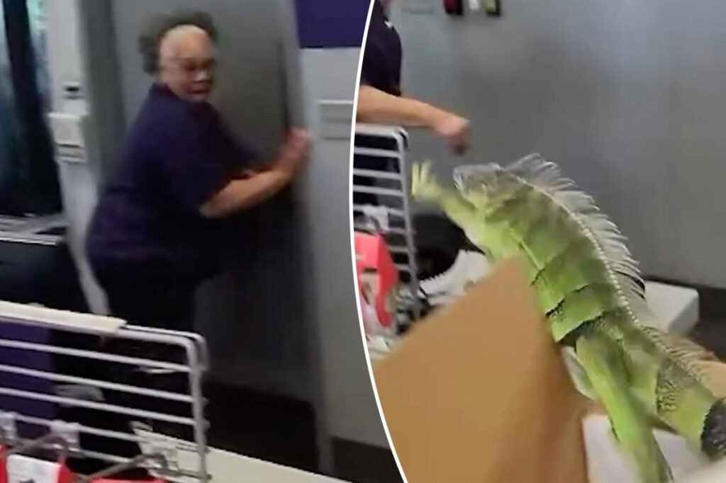 Iguana leaps out of box at FedEx store — sending store associates running in hilarious video Iguana leaps out of box at FedEx store — sending store associates running in hilarious video