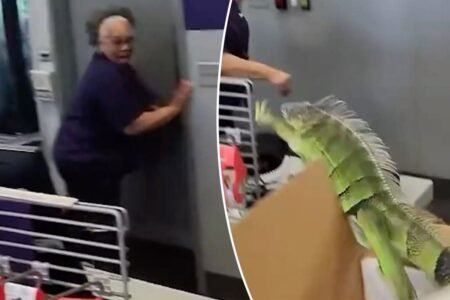 Iguana leaps out of box at FedEx store — sending store associates running in hilarious video
