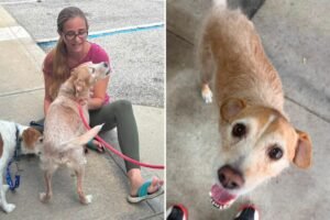 Missing dog reunited with owner after 5 years, found more than 600 miles away Missing dog reunited with owner after 5 years, found more than 600 miles away