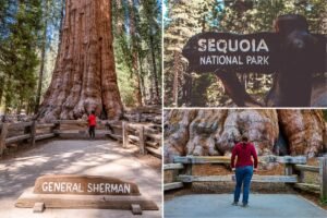 Horror as tourist dies on popular trail in Sequoia National Park Horror as tourist dies on popular trail in Sequoia National Park