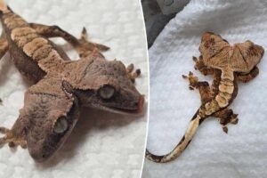 Two-headed gecko named Simon and Garfunkel defies odds of survival Two-headed gecko named Simon and Garfunkel defies odds of survival