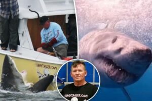 Exclusive | California’s top shark tracker has a message for swimmers as great whites multiply: ‘They’re only there for one reason’ Exclusive | California’s top shark tracker has a message for swimmers as great whites multiply: ‘They’re only there for one reason’