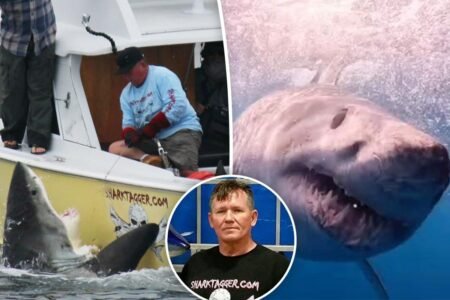 Exclusive | California’s top shark tracker has a message for swimmers as great whites multiply: ‘They’re only there for one reason’