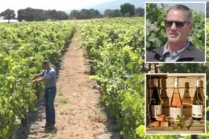 California wineries forced to torch vineyards in latest drastic move for crippled industry California wineries forced to torch vineyards in latest drastic move for crippled industry