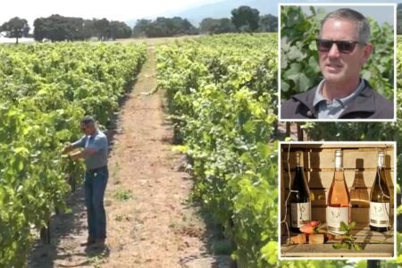 California wineries forced to torch vineyards in latest drastic move for crippled industry