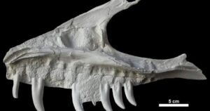 Remains of dinosaur skull found in B.C. campground belonged to T. rex ‘great-uncle’ Remains of dinosaur skull found in B.C. campground belonged to T. rex ‘great-uncle’