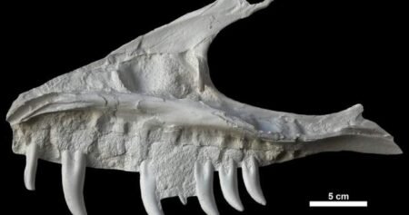 Remains of dinosaur skull found in B.C. campground belonged to T. rex ‘great-uncle’ Remains of dinosaur skull found in B.C. campground belonged to T. rex ‘great-uncle’