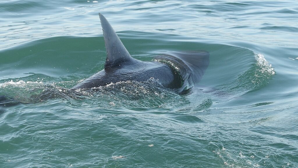 Shark sightings spike near America’s beaches as July 4 crowds head to shore for weekend